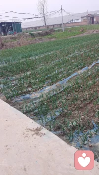 毁掉感情的，从来都是无声内耗

深耕情感陪伴许久，我发现很多感情慢慢变淡、生出裂痕，从来都不是突然不爱了，而是日积月累的沉默与内耗，一点点耗尽了彼此的真心。
亲密关系里，太多人都在默默承受这种煎熬。有了矛盾不愿沟通，偏爱冷战疏离；心里藏满委屈，却习惯闭口不提；明明满心牵挂，相处却只剩敷衍冷淡。我们总以为不争吵就是和睦，却不知回避与沉默，只会不断积攒误会，消磨爱意与信任。
我们害怕主动被轻视，害怕倾诉被敷衍，久而久之便收起真心，封闭内心。一边舍不得放手，一边又在反复失望里不断心寒；一边渴望被理解被偏爱，一边又拒绝坦诚交心。
久而久之，两人从无话不谈走到无话可说，没有激烈争吵，也没有明确告别，就悄无声息地渐行渐远。长期的情感内耗，不仅拖垮感情，更会让人变得敏感自卑、患得患失，在自我拉扯里身心俱疲。
真正的情感修复，从不是卑微讨好、勉强修复。而是停止自我内耗，正视自身情绪，学会好好沟通、彼此包容。感情里难免有分歧，最难得的，是出现问题时，两个人愿意并肩面对，双向奔赴。好的爱情，从不靠隐忍维系，靠的永远是坦诚相待、彼此珍惜。
若你正深陷感情冷淡、冷战隔阂、情感迷茫的困境，不必独自硬扛煎熬。我会用专业心理素养与温柔倾听陪你梳理配图