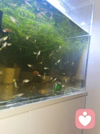 养鱼，养的是心境，享的是清闲✨​一方小缸，治愈所有疲惫。静看鱼游，偷得浮生半日闲。小鱼悠悠，快乐不愁。配图