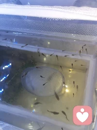 养鱼，养的是心境，享的是清闲✨​一方小缸，治愈所有疲惫。静看鱼游，偷得浮生半日闲。小鱼悠悠，快乐不愁。配图