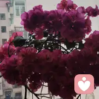 一方小院，草莓🍓开花🌼不必奔赴远方，不必奔赴山野，眼前有花，缸中有鱼，三餐四季，浇浇花喂喂鱼打卡草莓园悠然自得，便是最好的生活。以花为伴，以鱼为友，慢煮时光，静享清欢，在琐碎里藏起温柔与惬意。早安！配图