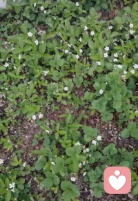 一方小院，草莓🍓开花🌼不必奔赴远方，不必奔赴山野，眼前有花，缸中有鱼，三餐四季，浇浇花喂喂鱼打卡草莓园悠然自得，便是最好的生活。以花为伴，以鱼为友，慢煮时光，静享清欢，在琐碎里藏起温柔与惬意。早安！配图