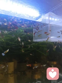 一方小院，草莓🍓开花🌼不必奔赴远方，不必奔赴山野，眼前有花，缸中有鱼，三餐四季，浇浇花喂喂鱼打卡草莓园悠然自得，便是最好的生活。以花为伴，以鱼为友，慢煮时光，静享清欢，在琐碎里藏起温柔与惬意。早安！配图