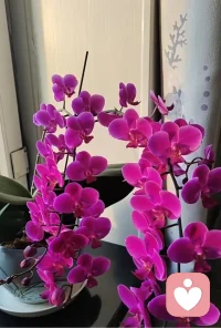  我的花开正好，满目温柔，赏心悦目，治愈所有✨