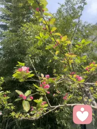 分享给你美丽的花花 
心情有没有好很多呢配图