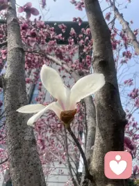 分享给你美丽的花花 
心情有没有好很多呢配图