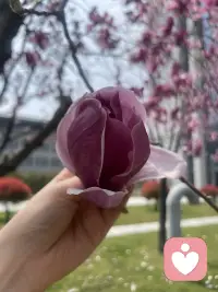 分享给你美丽的花花 
心情有没有好很多呢配图