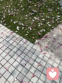 分享给你美丽的花花 
心情有没有好很多呢配图