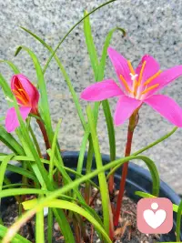 我养的花和今天的蓝天配图