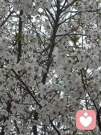 拍不出春花的美配图