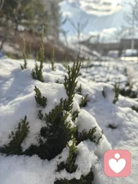 雪代表纯洁，