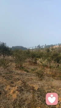 当你能静下心来去观察这个世界的一草一木，你会发现收获到无线的满足，每一片树叶都大小形状不相同，每朵小花都在向你微笑，忽远忽近的鸟叫声，还有偶尔的虫鸣声，微风吹的树叶沙沙作响……，一切都是那么真实和美好，不由自主的想说一声:    世界美好  人间值得！