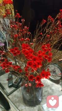 喜欢梅花的坚韧，冬天也给人带来温暖，做人也一样遇寒风要迎面而上。配图