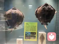 今天带孩子打卡海洋馆