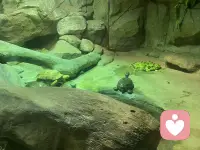 今天带孩子打卡海洋馆