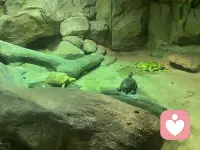 今天带孩子打卡海洋馆