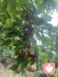 今天去摘樱桃了🍒配图
