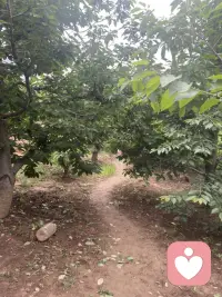 今天去摘樱桃了🍒配图