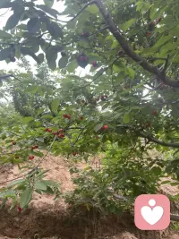 今天去摘樱桃了🍒配图