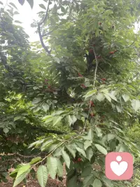 今天去摘樱桃了🍒配图