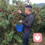 树洞先生的头像