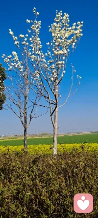 能够让你变得温柔的人一定是给了你极致的爱，能够让你变得沉默的人一定是让你受到了极大的伤害，能够让你变得暴躁的人一定是让你受尽了委屈，遇到很好的爱人，真的是一种恩赐，只有那些真正喜欢你的人，才会打心眼里觉得你特别好，因为这样的爱而变得有自信有底气，一个很好的爱人可以减轻一半的人间疾苦！配图