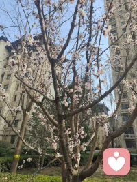 午后暖阳温柔，微风轻拂，山杏花在风中轻轻摇曳，蜜蜂绕花采蜜，小鸟枝头欢唱，放学的孩童在院中奔跑嬉闹，笑声满院……配图