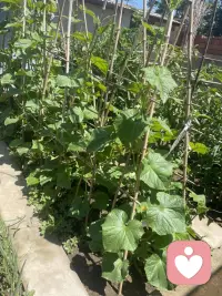 人间烟火气，最抚凡人心！欢迎有缘的人来倾诉，今天带你在田园中疗愈配图