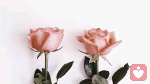 一个男人真爱一个女人的表现