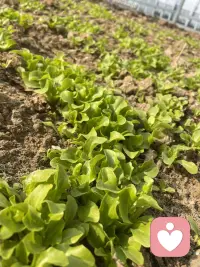 所有的烦恼都是欲望太多造成的，如果你放下期待你就不会痛苦了。