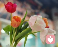 万事只求尽力，​不必苛求圆满，所有的际遇皆是必然。配图