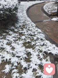 天津下雪了，好喜欢配图