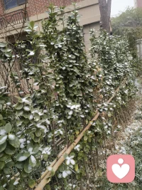 天津又下雪了，前两天算惊喜，今天的雪那就算惊喜不断，感觉今年要有好多好事发生，期待