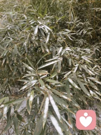 天津又下雪了，前两天算惊喜，今天的雪那就算惊喜不断，感觉今年要有好多好事发生，期待