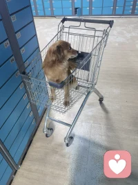 带着我的大乖取快递，你也有个乖乖陪着嘛配图