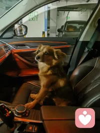 带我大乖子出去玩一圈配图