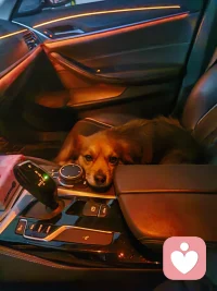 带我大乖子出去玩一圈配图