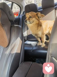 带我大乖子出去玩一圈配图