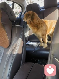 带我大乖子出去玩一圈配图