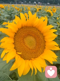 新年第一份祝福，送给每一位勇敢的你。愿2026年，我们都能内心安稳，笑容灿烂，精气神满满！工作学习顺风顺水，生活处处皆暖阳，每天都拥有好心情！☀️