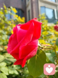 新年第一份祝福，送给每一位勇敢的你。愿2026年，我们都能内心安稳，笑容灿烂，精气神满满！工作学习顺风顺水，生活处处皆暖阳，每天都拥有好心情！☀️