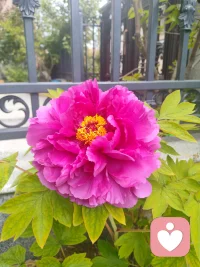 新年第一份祝福，送给每一位勇敢的你。愿2026年，我们都能内心安稳，笑容灿烂，精气神满满！工作学习顺风顺水，生活处处皆暖阳，每天都拥有好心情！☀️