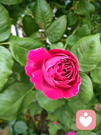 亲爱的朋友，年后开工第一天，谢谢你愿意把心事说给我听。愿你放下疲惫，轻装前行，被温柔以待，被生活拥抱，平安顺遂，喜乐常伴，心中有光，步步皆暖。配图