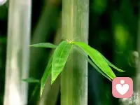 竹子效应：那些熬出来的时光，终会让你破土成林
竹子用四年时间在地下默默扎根数百平米，深扎土壤积蓄力量，旁人不见其成长，甚至质疑它“永远长不出来”。从第五年起，它以日均30厘米的速度疯长，六周便长至15米，挺拔于林间。这便是竹子效应，恰是人生低谷时的真实写照：因耐不住寂寞、急于求成而放弃，终将错失厚积薄发的可能。它从不是简单的“坚持理论”，而是人生赛道上被低估的成长利器。
⚡ 一、竹子效应的隐喻：默默扎根时的“无人问津”

竹子效应的核心，是扎根深度与生长速度的因果，是长期积累与瞬间爆发的必然。人生的成长亦如此，前期“扎根”本就是成长的一部分，那些不被看见的付出、无人认可的坚持，都在为破土蓄力。你熬夜学习却暂无起色，坚持打卡仍不见能力质变，默默耕耘却困于平凡，这些努力都在为成长蓄力——沉心扎根越久，未来成长的底气便越足。低谷与迷茫从非碌碌无为，而是沉淀打磨的过程，这份沉心定力，终会化作向上的力量。

🔥 二、厚积薄发的三重逻辑

竹子效应能成就成长，源于三重不可逆逻辑：其一，根基筑牢。四年扎根让竹子汲取养分、稳固根基，方能抵御风雨。人生的默默努力，亦是筑牢能力、认知与心态根基，成为对抗挫折的资本。其二，积累复利。成长从非线性，竹子每日积累的能量，在日复一日中汇聚成巨力，人生点滴付出亦会在时光中发酵，实现能力质变。其三，心态淬炼。扎根期的孤独与质疑，让人从急于求成到沉心静气，这份心态比能力更珍贵，助我们抵御浮躁、从容前行。

✏️ 三、学会扎根，方能破土成林

借竹子效应突破自我，需做好三件事：放下浮躁，接受成长的延迟性，不因一时失意否定付出；专注深耕，找准方向打磨核心能力，每一步努力都是扎根；顶住质疑，在孤独中坚守自我，不必强求他人理解。

⭐ 结语

人生从无白走的路，每一份默默努力都在为未来铺路。竹子效应告诉我们，所有一鸣惊人皆源于厚积薄发。沉心扎根，耐住寂寞，那些熬出来的时光，终会让你破土而出、节节高升，活成自己想要的模样。