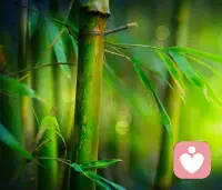 竹子效应：那些熬出来的时光，终会让你破土成林
竹子用四年时间在地下默默扎根数百平米，深扎土壤积蓄力量，旁人不见其成长，甚至质疑它“永远长不出来”。从第五年起，它以日均30厘米的速度疯长，六周便长至15米，挺拔于林间。这便是竹子效应，恰是人生低谷时的真实写照：因耐不住寂寞、急于求成而放弃，终将错失厚积薄发的可能。它从不是简单的“坚持理论”，而是人生赛道上被低估的成长利器。
⚡ 一、竹子效应的隐喻：默默扎根时的“无人问津”

竹子效应的核心，是扎根深度与生长速度的因果，是长期积累与瞬间爆发的必然。人生的成长亦如此，前期“扎根”本就是成长的一部分，那些不被看见的付出、无人认可的坚持，都在为破土蓄力。你熬夜学习却暂无起色，坚持打卡仍不见能力质变，默默耕耘却困于平凡，这些努力都在为成长蓄力——沉心扎根越久，未来成长的底气便越足。低谷与迷茫从非碌碌无为，而是沉淀打磨的过程，这份沉心定力，终会化作向上的力量。

🔥 二、厚积薄发的三重逻辑

竹子效应能成就成长，源于三重不可逆逻辑：其一，根基筑牢。四年扎根让竹子汲取养分、稳固根基，方能抵御风雨。人生的默默努力，亦是筑牢能力、认知与心态根基，成为对抗挫折的资本。其二，积累复利。成长从非线性，竹子每日积累的能量，在日复一日中汇聚成巨力，人生点滴付出亦会在时光中发酵，实现能力质变。其三，心态淬炼。扎根期的孤独与质疑，让人从急于求成到沉心静气，这份心态比能力更珍贵，助我们抵御浮躁、从容前行。

✏️ 三、学会扎根，方能破土成林

借竹子效应突破自我，需做好三件事：放下浮躁，接受成长的延迟性，不因一时失意否定付出；专注深耕，找准方向打磨核心能力，每一步努力都是扎根；顶住质疑，在孤独中坚守自我，不必强求他人理解。

⭐ 结语

人生从无白走的路，每一份默默努力都在为未来铺路。竹子效应告诉我们，所有一鸣惊人皆源于厚积薄发。沉心扎根，耐住寂寞，那些熬出来的时光，终会让你破土而出、节节高升，活成自己想要的模样。