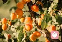 《躲进深山，把心还给自己》
 
仿佛是一瞬间，我就把身后的红尘万丈关在了门外。
 
眼前，是一片浓得化不开的绿。
 
这里没有车水马龙的喧嚣，没有手机消息的震动，更没有那些让人心烦意乱的争执与算计。
 
这里只有静。
 
是那种能听见自己心跳的静。
 
01 看：满眼皆是治愈
头顶上，参天的古木枝叶交错，像一把巨大的绿伞，把天空遮得严严实实。阳光透过树叶的缝隙，洒下来，变成了无数细碎的、金色的光斑，在地上跳跃，像小精灵一样可爱。
 
四周是密密麻麻的灌木和藤蔓，有的绿得发亮，像被雨水洗过一样；有的绿得深沉，像墨绿色的绸缎。
 
深吸一口气，那是泥土的芬芳和草木的清香。
这股清新的味道会顺着鼻腔直达肺腑，仿佛把身体里所有的浊气都置换了出去。
 
02 听：大自然的白噪音
耳朵里听到的，不再是刺耳的争吵。
而是——
山泉叮咚，那是大自然在弹奏钢琴曲；
鸟儿清脆的啼叫，那是林间最灵动的歌唱；
风吹过树梢，发出“沙沙”的声音，那是森林在低声细语。
 
这些声音交织在一起，不是噪音，而是世界上最顶级的白噪音。
它能抚平你眉头上的褶皱，能让你紧绷的肩膀慢慢放松下来。
 
03 感：时间在这里静止
我找了一块光滑的大石头坐下来，或者靠在一棵老树上。
 
感受一下，风轻轻吹过脸颊，带着一丝丝凉意，也带着一丝丝湿润。
 
在这一刻，时间仿佛静止了。
 
我不再是那个需要应付各种奇葩来访者的倾听师，不再是那个需要坚强的成年人。
我只是一个在大自然怀抱里的孩子。
 
在这里，我不需要伪装，不需要防御，不需要思考。
我可以发呆，可以什么都不想。
 
04 悟：心宽了，事就小了
看着眼前连绵的青山，看着那些在风雨中依然顽强生长的小草，我突然觉得：
 
那些在城市里让我纠结、让我痛苦、让我失眠的事情，好像也没那么大了。
 
在大山面前，人是渺小的。
在时间面前，烦恼也是短暂的。配图