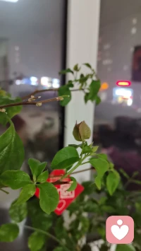 清晨的阳光，没事的一天配图