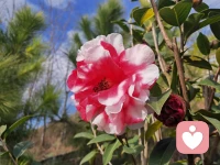 年过四十不青春，独来独往不合群。
我非孤独不合群，直恐人情未必真。
非是生来性孤僻，厌倦江湖套路深。                           我非孤独不合群，只恐人情未必真。
日思柴米夜思钱，忙碌半生不得闲。
谁人不想享清闲！无奈生活举步艰！
曾有凌云千般志，负了时光负红颜。
尝尽风霜知冷暖，历经世事淡悲欢。
如今只愿尘缘静，无病无灾度余年。配图