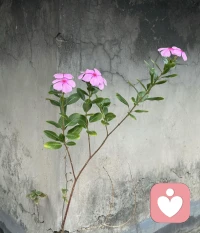 夫妻冲突的本质往往不是因为差异本身，而是因为处理差异的方式（即应对姿态）。

治疗的目标不是消除差异，而是提高双方的自我价值感，使其能够一致性地沟通。

从“线性因果”视角转向“循环因果”视角，看到互动中的互补性。配图