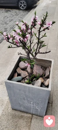 最深重的孤独并非身旁无人，而是心中无“我”。当我们因为恐惧而将自我撕裂，将一部分灵魂流放于他处时，我们便注定要在人群中流浪。修复孤独的唯一路径，是勇敢地撤回那些投射，忍受整合带来的痛苦与哀伤，重新认领那些被我们遗弃的、破碎的自我片段。配图