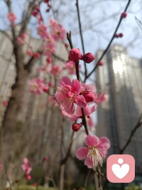 我说你是人间的四月天；
笑响点亮了四面风；
轻灵在春的光艳中交舞着变。
你是四月早天里的云烟，
黄昏吹着风的软，
星子在无意中闪，
细雨点洒在花前。
那轻，那娉婷，你是，鲜妍
百花的冠冕你戴着，
你是天真，庄严，你是夜夜的月圆。
雪化后那片鹅黄，你像；
新鲜初放芽的绿，你是；
柔嫩喜悦，水光浮动着你梦期待中白莲。
你是一树一树的花开，
是燕在梁间呢喃，
——你是爱，是暖，是希望，
你是人间的四月天配图